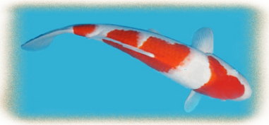 Sandan Kohaku